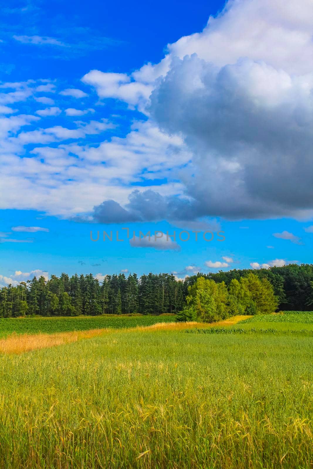 North German agricultural field forest and nature landscape panorama in Hemmoor Hechthausen Cuxhaven Lower Saxony Germany.