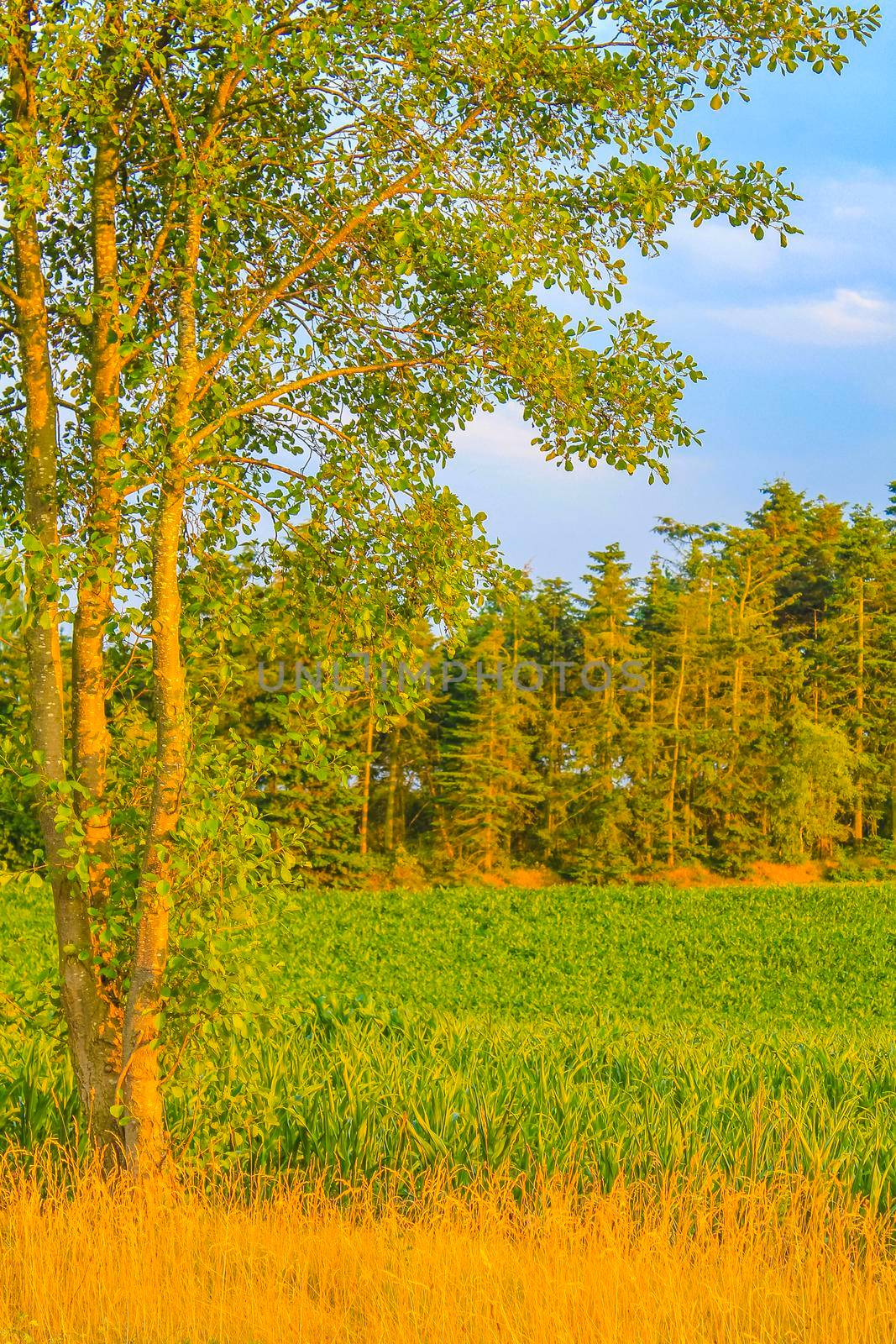 North German agricultural field forest and nature landscape panorama in Hemmoor Hechthausen Cuxhaven Lower Saxony Germany.