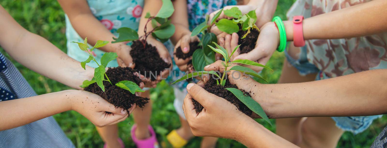 children plant plants together in their hands. Selective focus. nature.