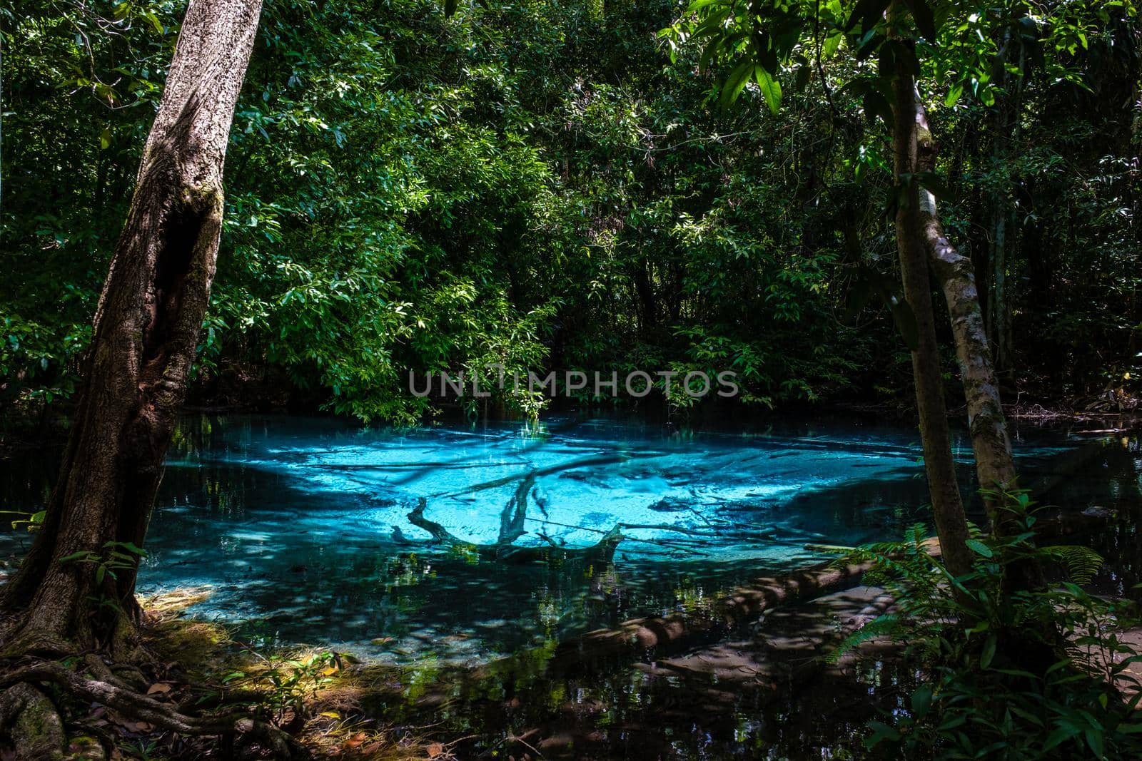 Emerald lake and Blue pool Krabi Thailand mangrove forest Krabi Thailand. by fokkebok