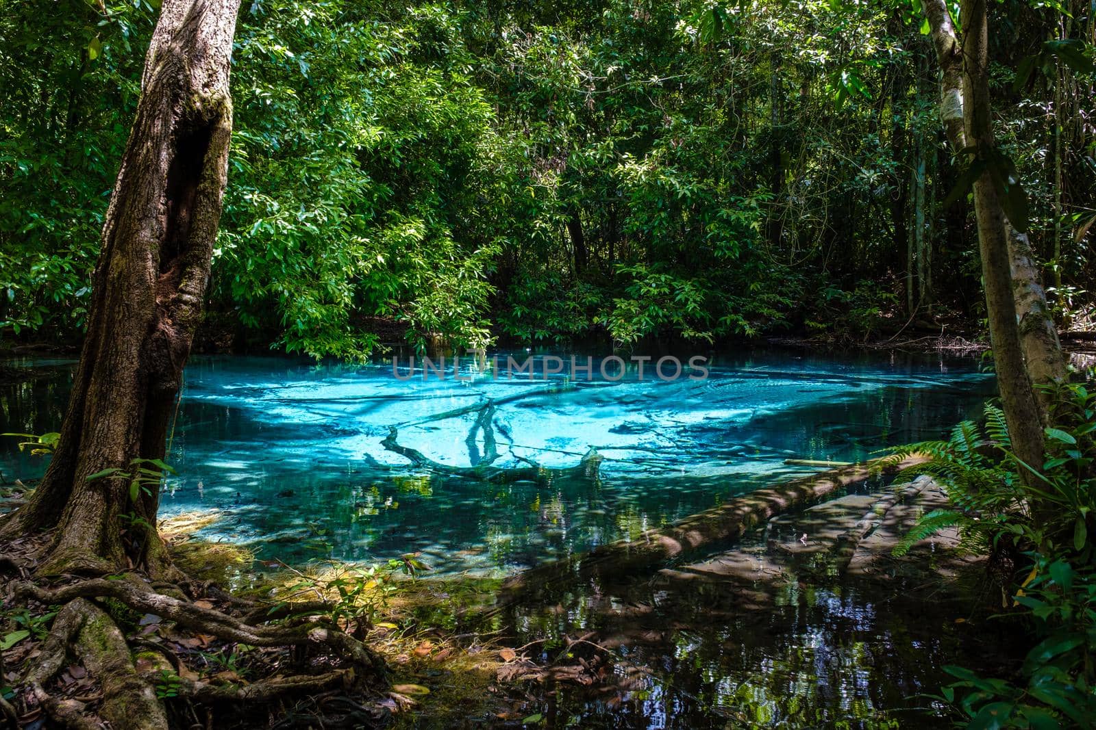 Emeral lake Blue pool Krabi Thailand mangrove forest Krabi Thailand.