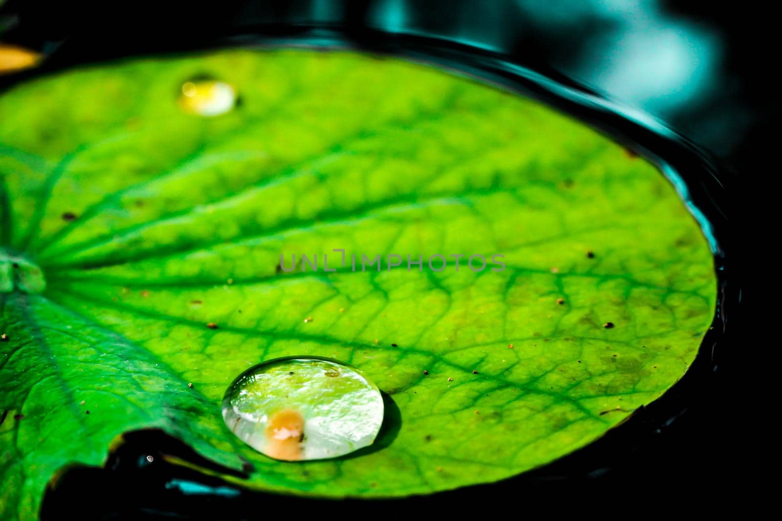 Water drop on green lotus leaf. Dew in morning. Clean environment.