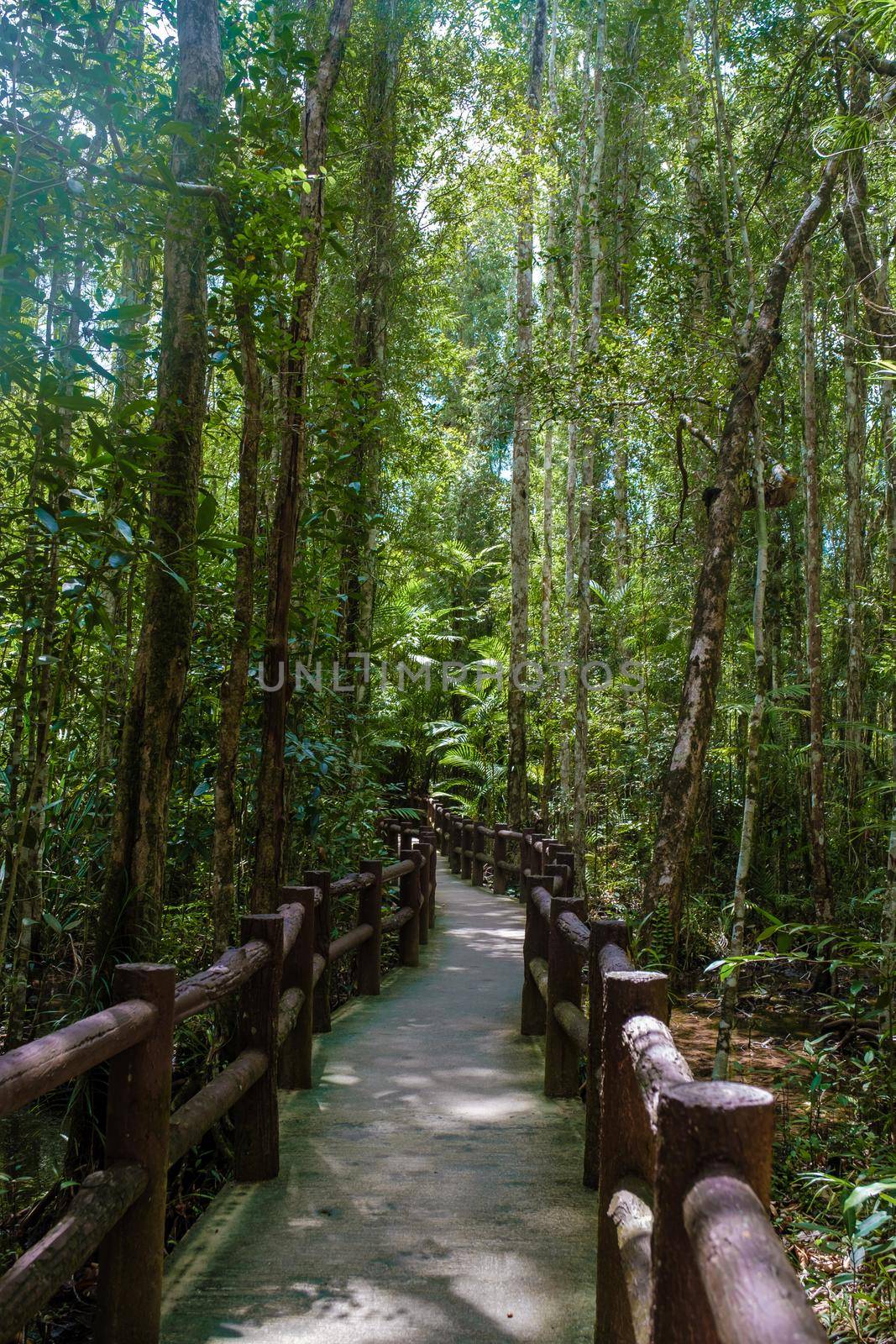 Emerald lake and Blue pool Krabi Thailand mangrove forest Krabi Thailand. by fokkebok