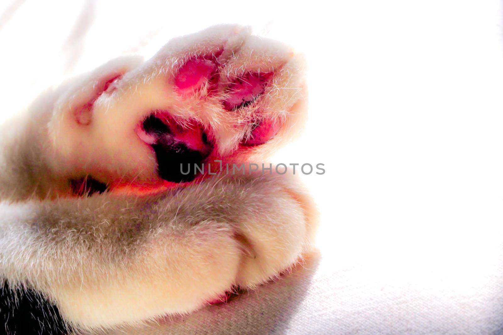 The white kitten paw on isolated white background. Kawaii cat foot doodle.