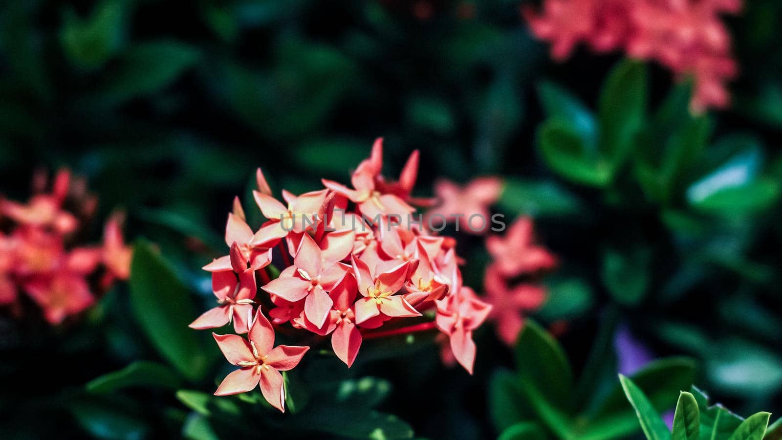 Beautiful Red spike flower. King Ixora blooming (Ixora chinensis). Rubiaceae flower.Ixora flower. Ixora coccinea flower in the garden by Petrichor