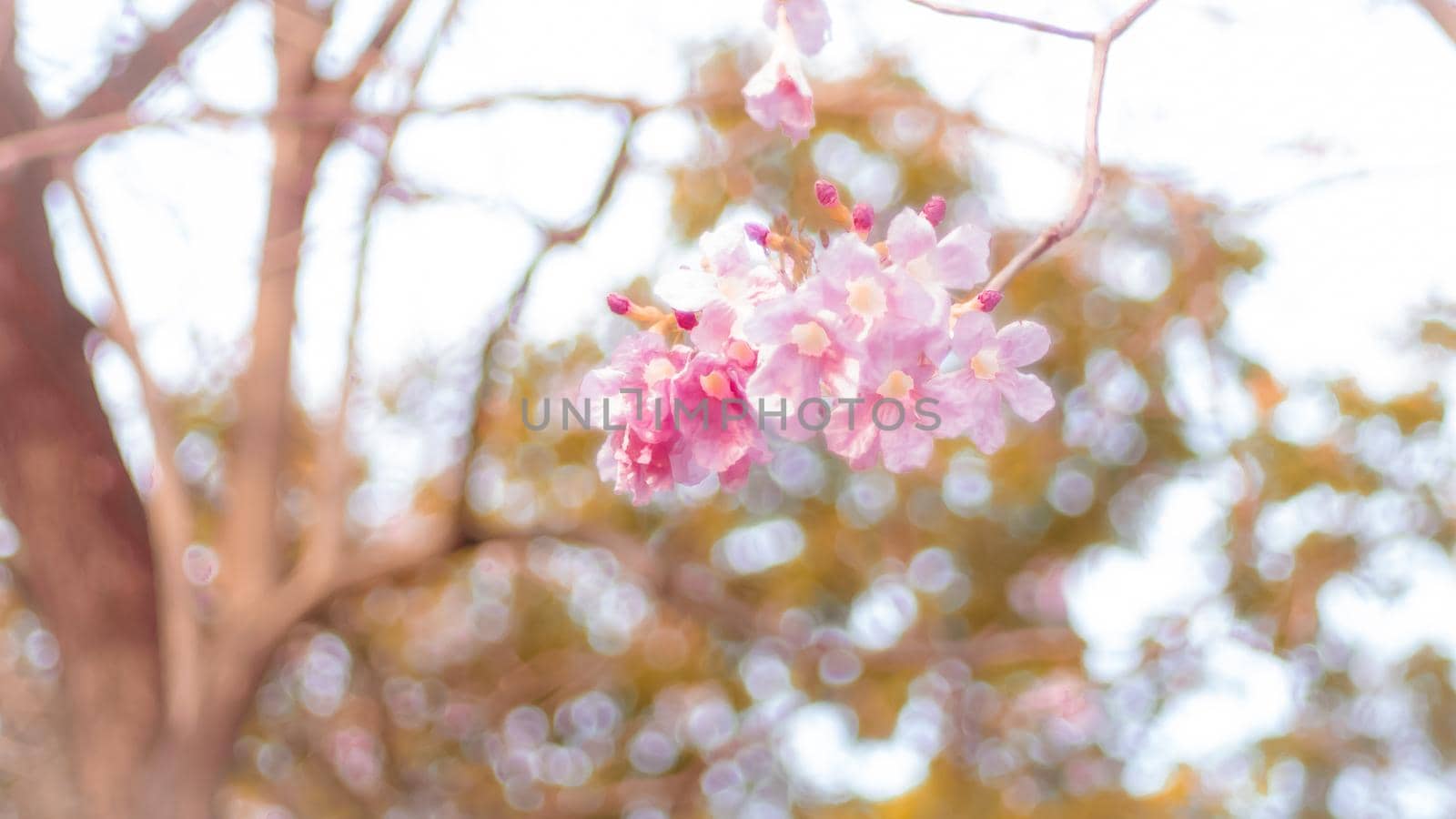 Beautiful pink spring blossom flowers on a tree branch soft focus blur nature background