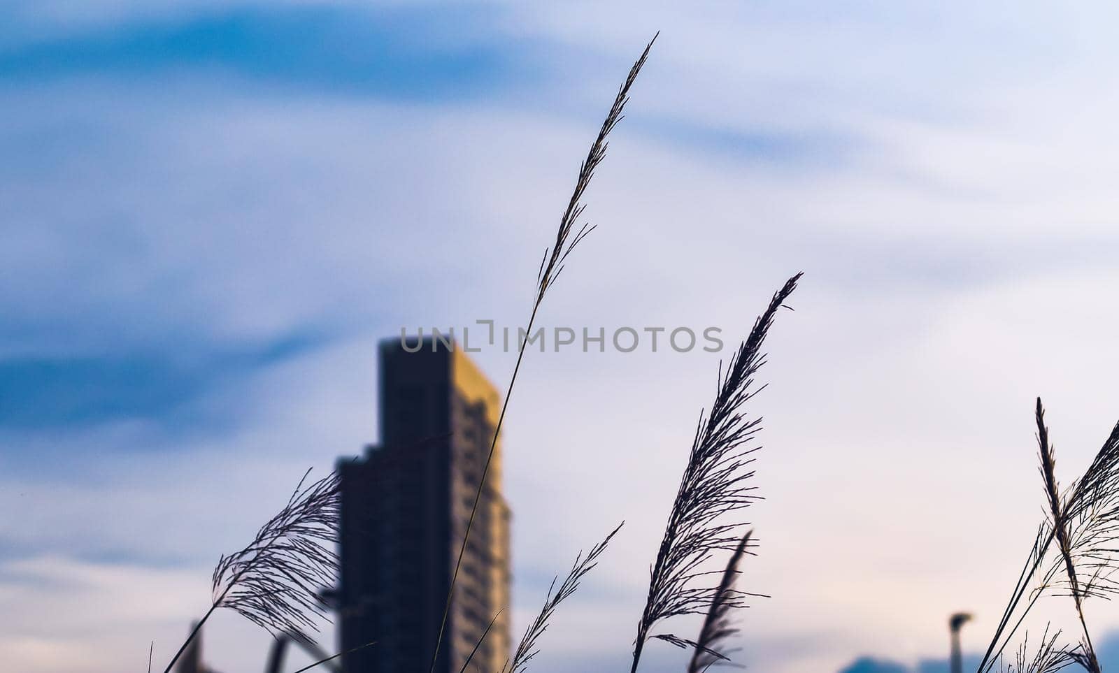 High-rise buildings design in downtown over green hills with low trees and wild grasses. urban design