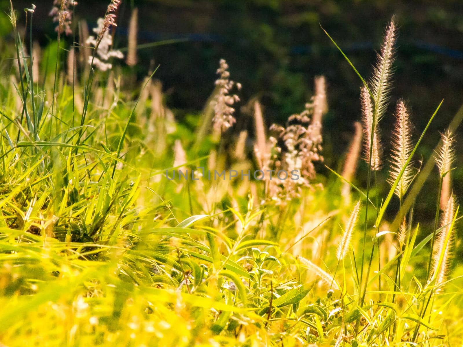 Wild field of grass on sunset, soft sun rays, warm toning summer nature. Beautiful landscape. Holiday. Refresh idea wallpaper background