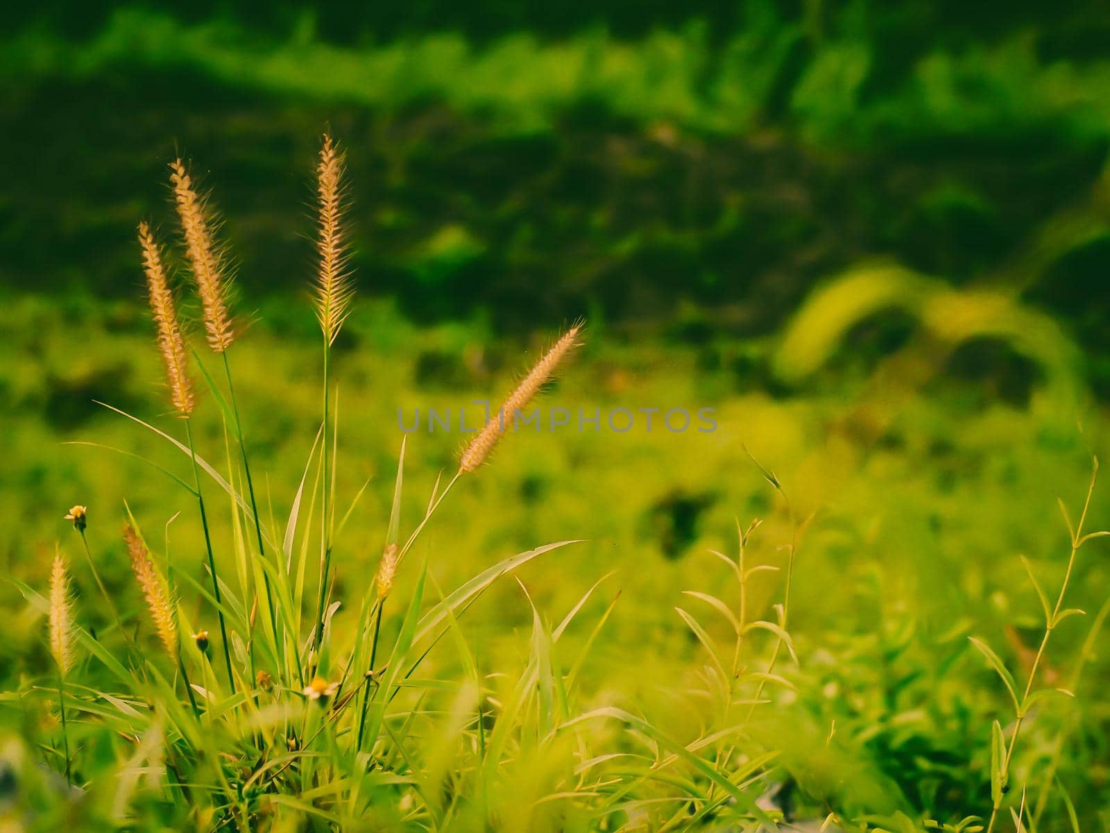 Wild field of grass on sunset, soft sun rays, warm toning summer nature. Beautiful landscape. Holiday. Refresh idea wallpaper background