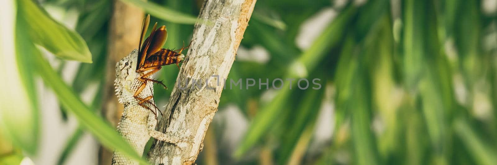 BANNER Macro close-up photo captures moment big gray lizard eat devourie prey swallow still fluttering brown beetle cockroach sit on branch. Green bright nature background. Life struggle, ecosystem.