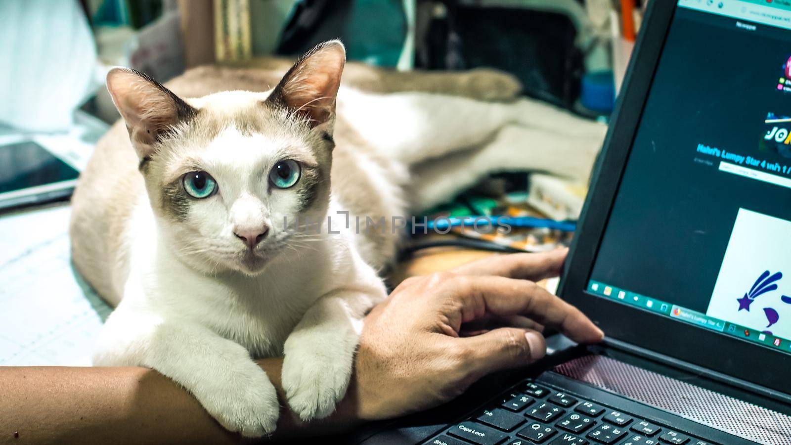 Cute cat dozing on man's hand. Furry pet cuddling up to it's owner and getting in the way of his work. Freelance job . Man is at the computer keyboard . work with cat concept