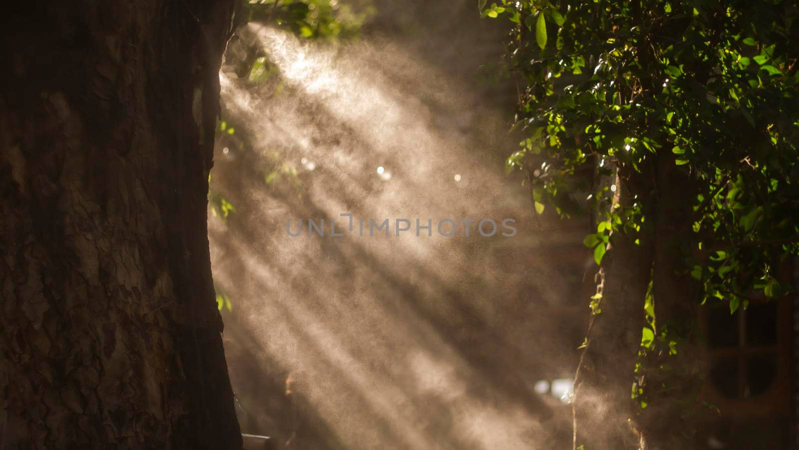 Forest road in a green foggy forest with sun rays in background. Morning. Sun rays awaken nature.