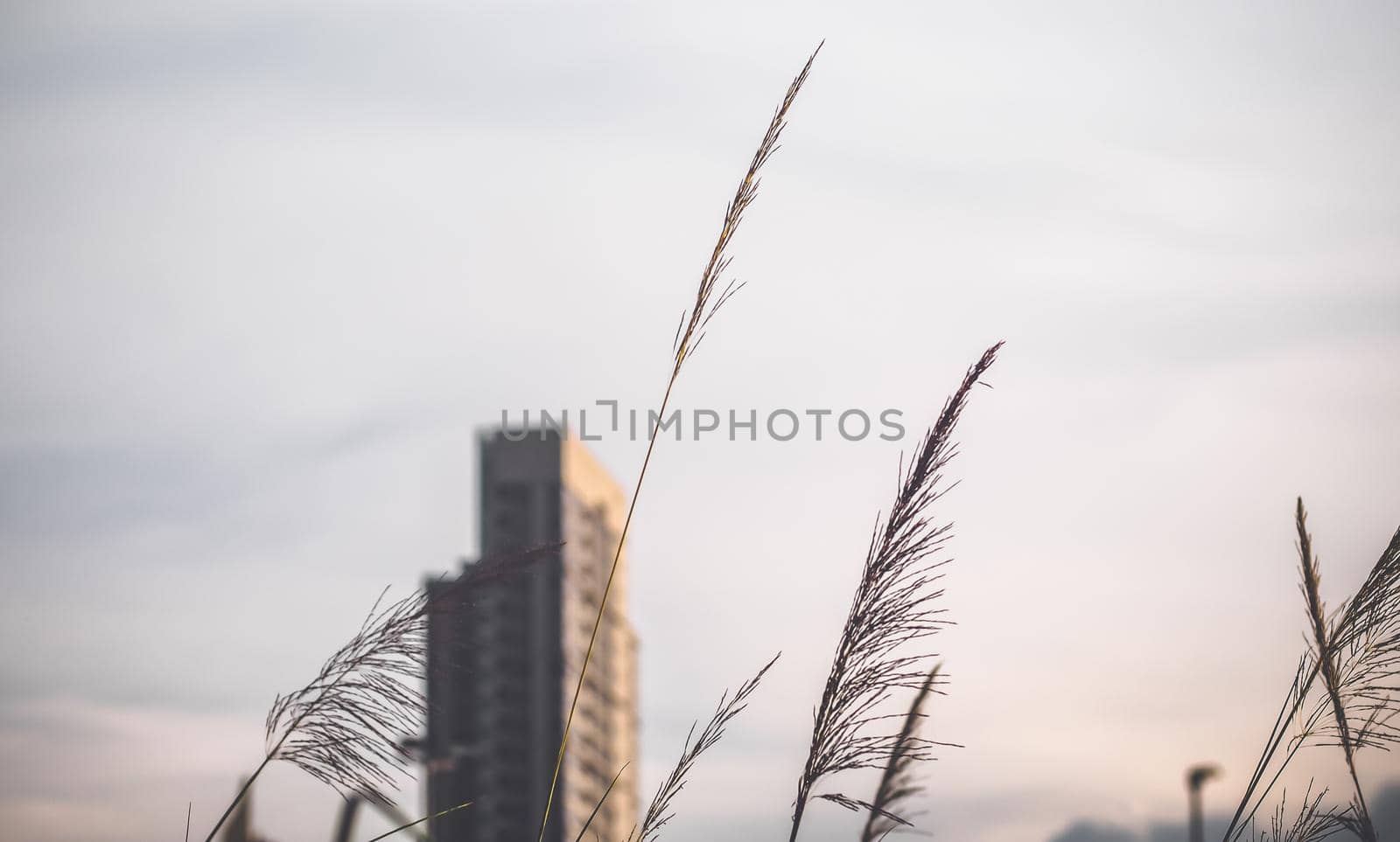 High-rise buildings design in downtown  over green hills with low trees and wild grasses. urban design