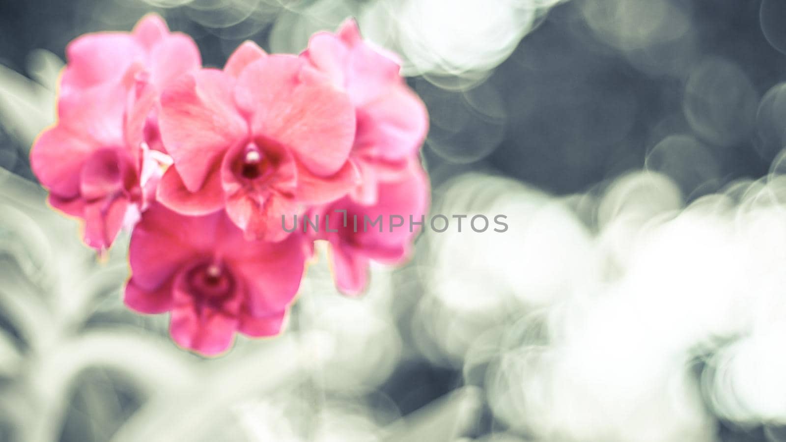 Light Pink Rose Flower blossom in summer with green blur bokeh nature background by Petrichor