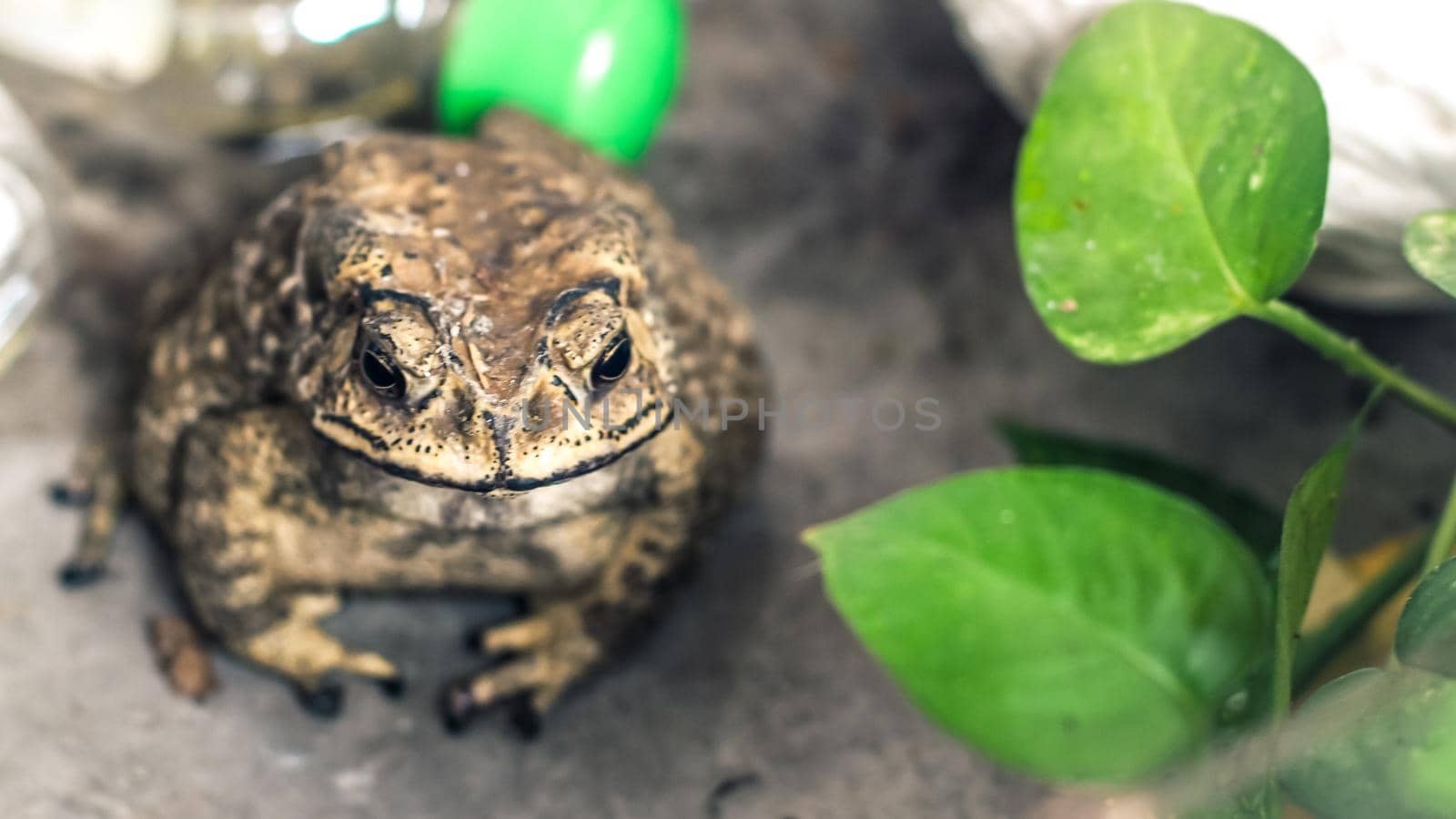 Toad Face portrait of large amphibian in the nature habitat. Animal in the tropic forest. Wildlife scene from nature.