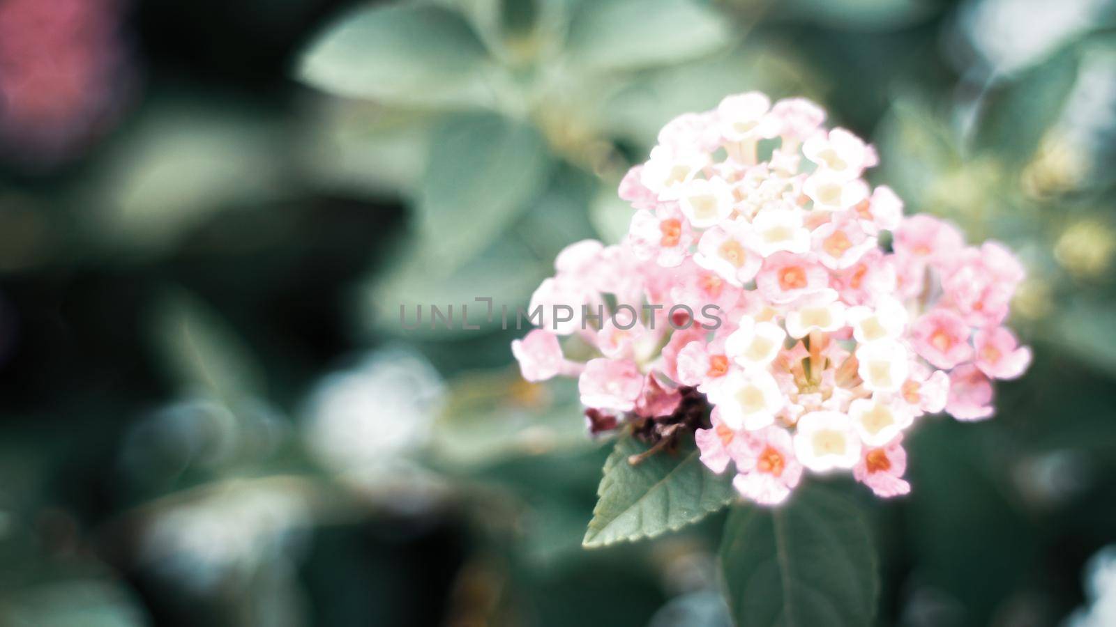 Nature Minimal Concept - Green Leaves Background with small little pink flower;