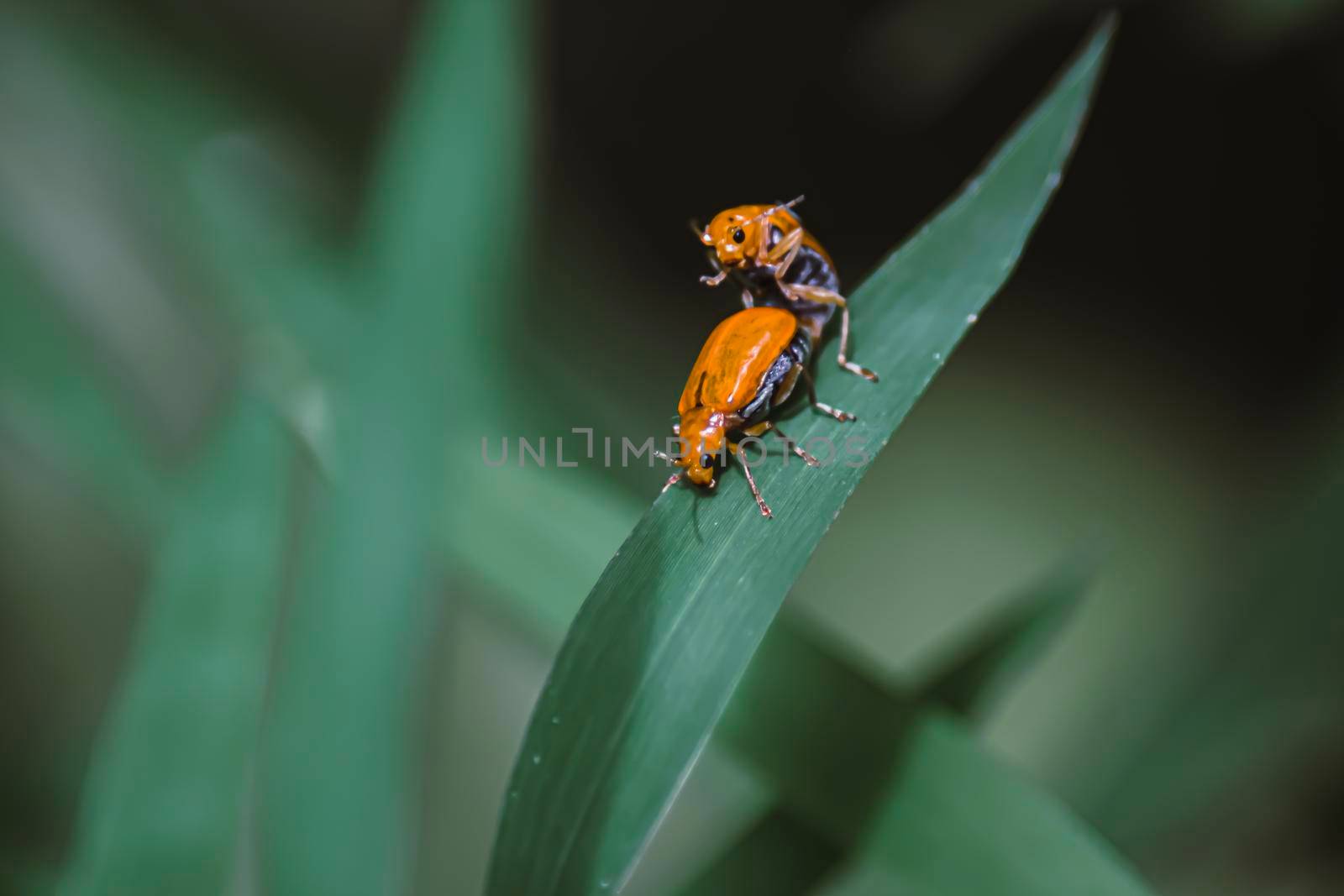 The small ants, lover ants ,relationship concept idea of love and friendship. Close up photography