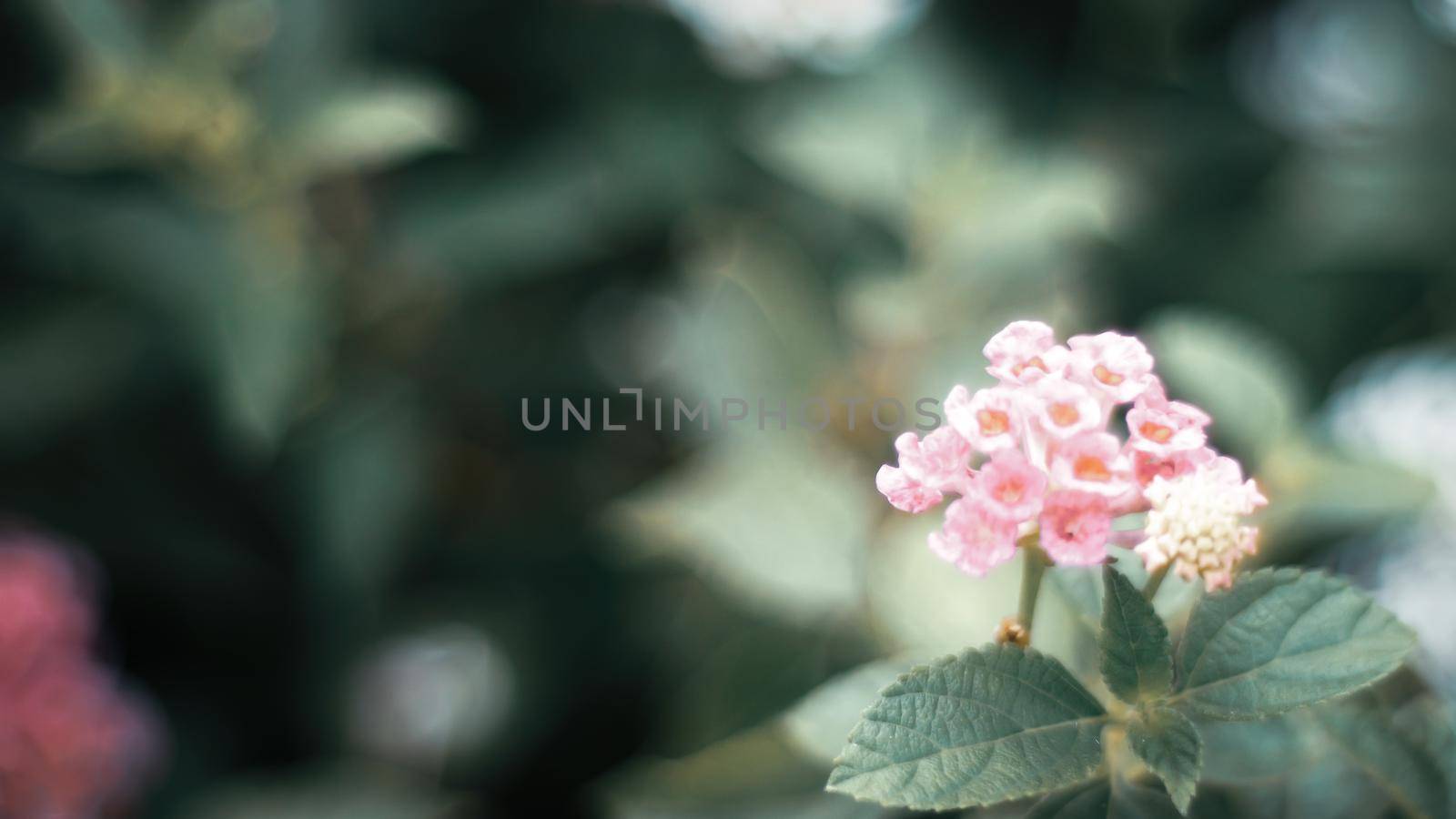Nature Minimal Concept - Green Leaves Background with small little pink flower;