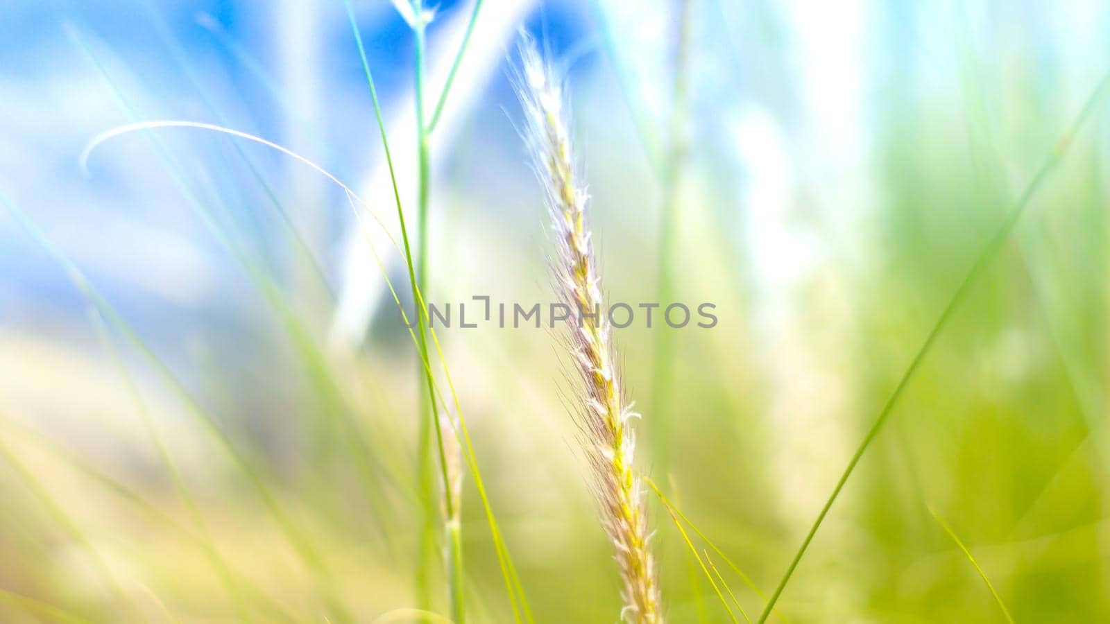 vintage background wild grass flowers, nature beautiful, toning design spring nature, sun plants