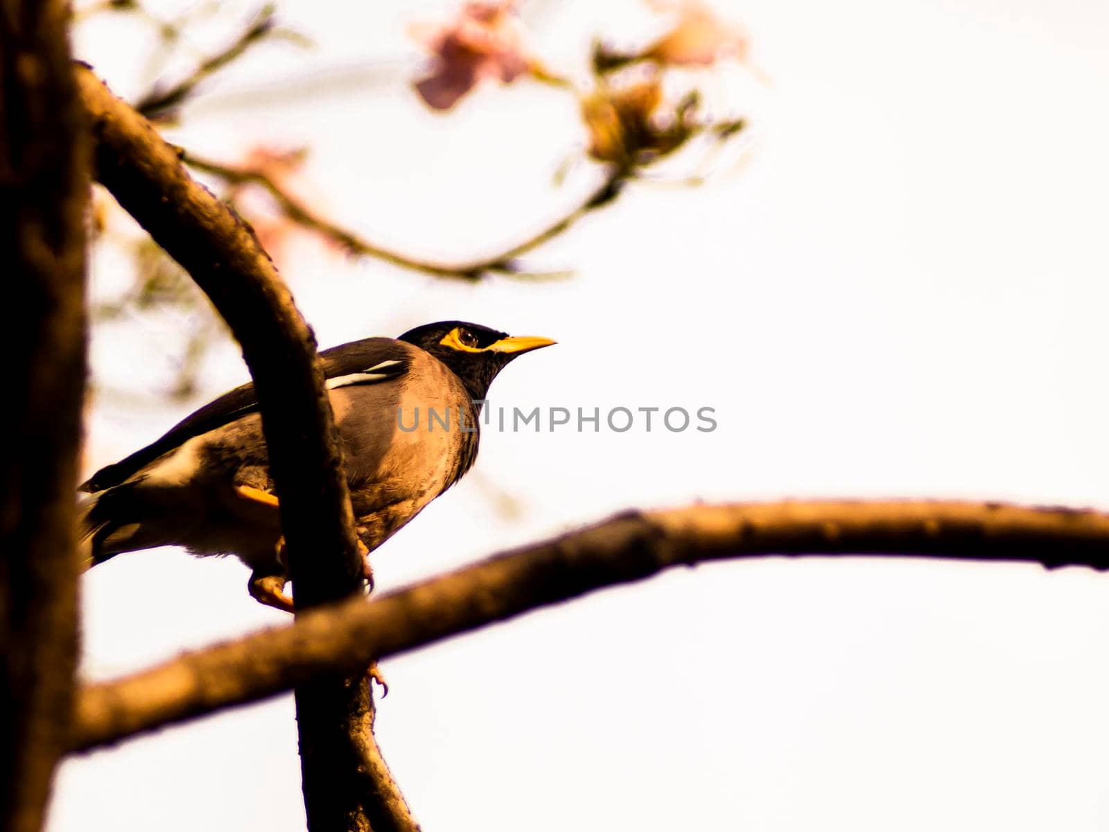 spring birds sitting on twig of tree. Decorative branch of tree with birds.