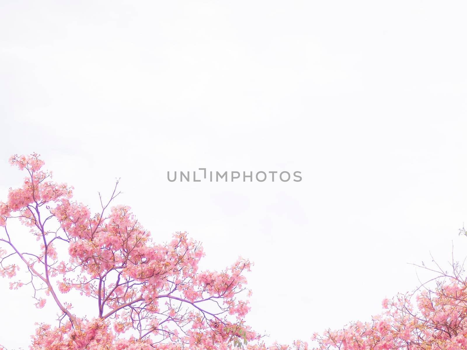 Foliage of branch of sweet leaves isolated on white