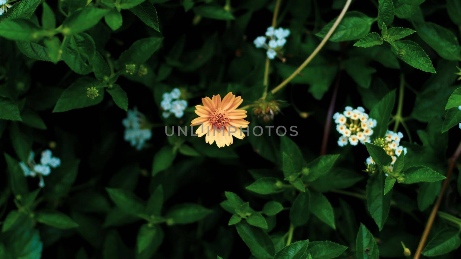 Nature Minimal Concept - Green Leaves Background with small little yellow flower; by Petrichor