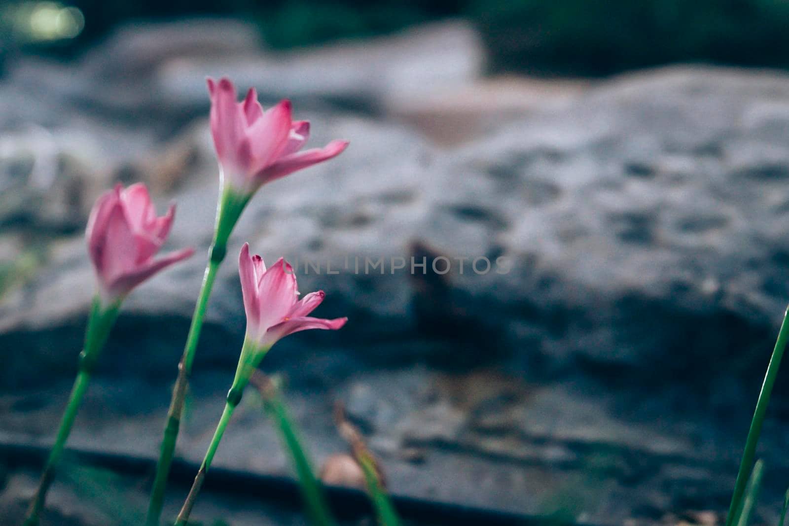 Pink Zephyranthes grandiflora beautiful on natural background flower blossom stone background