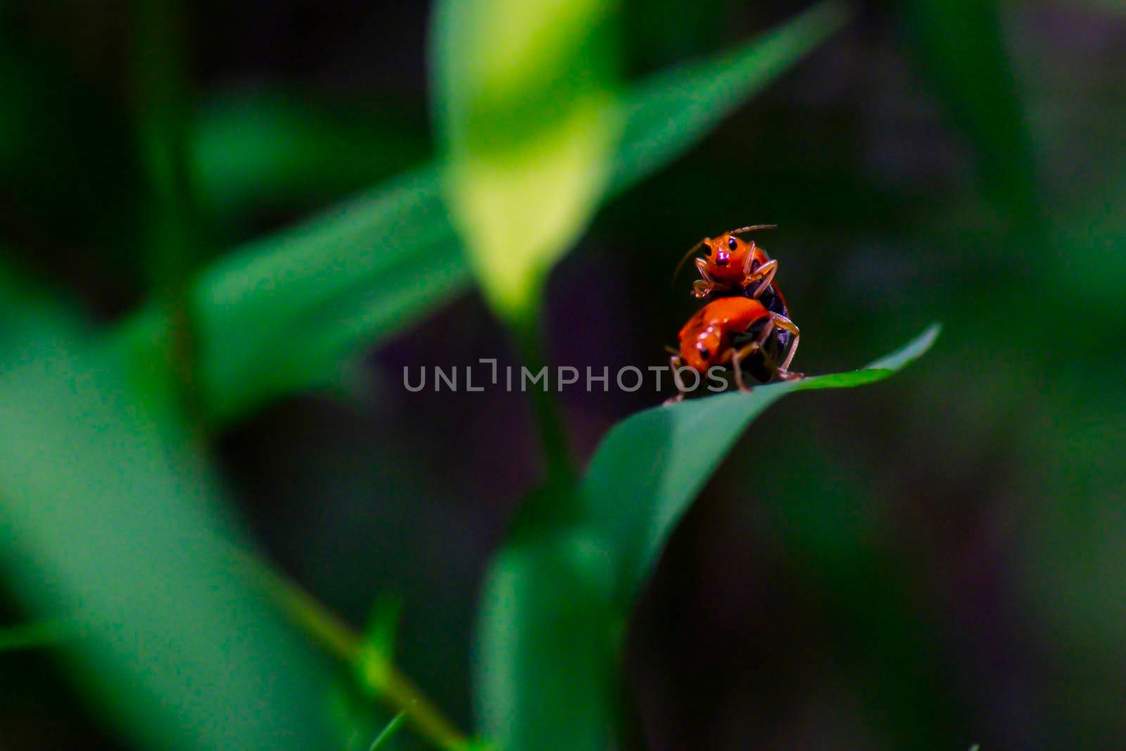 The small ants orange insect, lover ants ,relationship concept idea of love and friendship. Close up photography