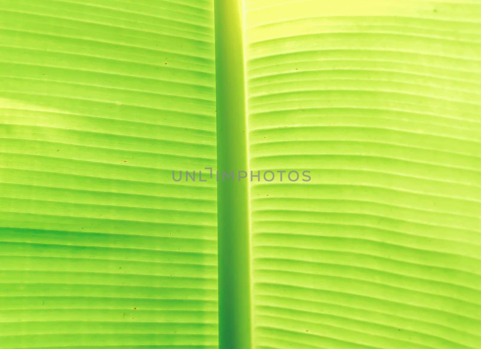 Abstract Leaf green background .Texture background of backlight fresh green Leaf. Nature idea by Petrichor
