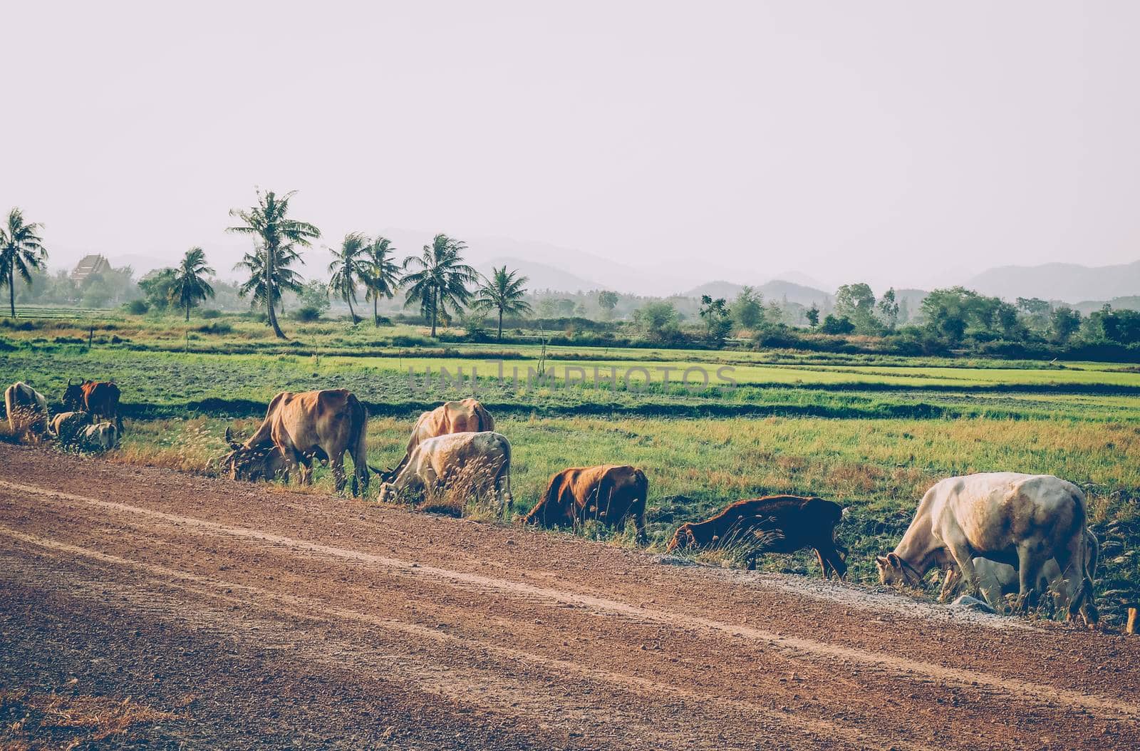 A farmer and his water buffaloes walk along a road, in rural Thailand. Sunrise in rural near the town of Buffalo