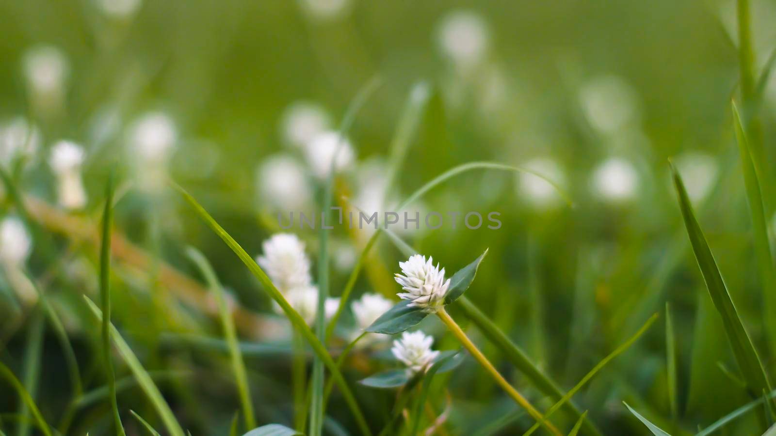 Grass pasture in grassland farming on beautiful sunny. Grass flowers with soft focus background. by Petrichor