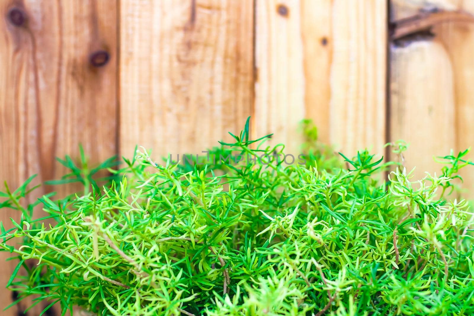 Fresh spring green grass and leaf plant over wood fence background . summer spring season background by Petrichor