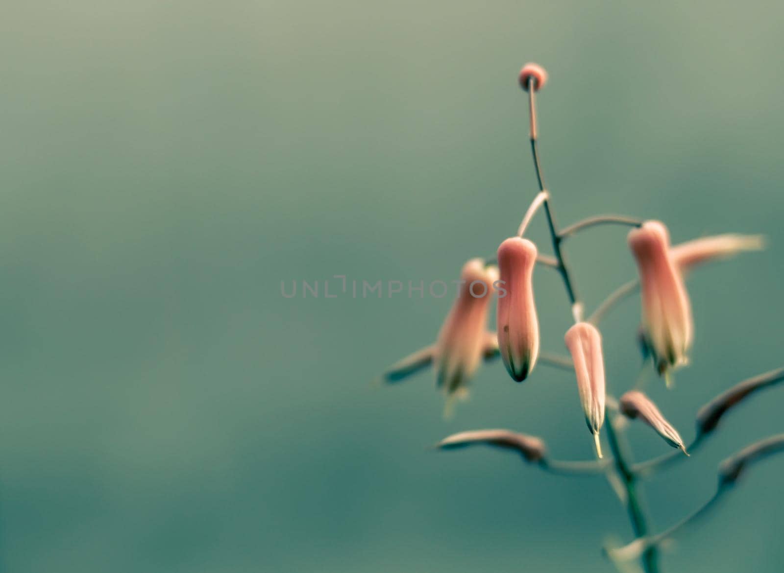 Vintage background little flowers, nature beautiful, toning design spring nature,