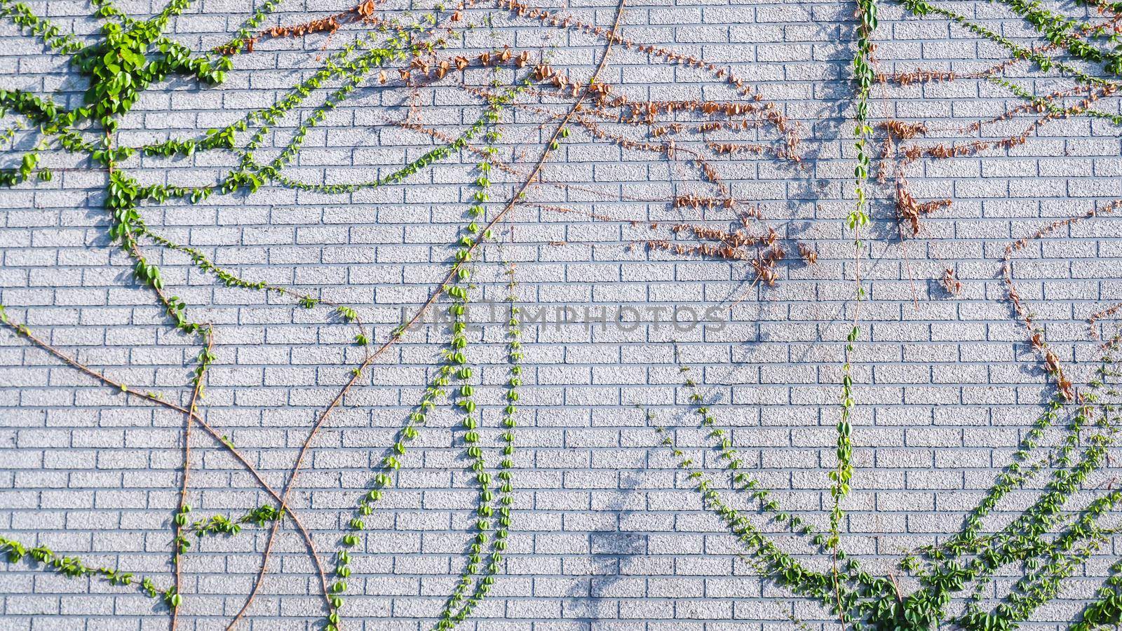 climbing wall of ivy. on white background. Green ivy. Creeper wall climbing plant hanging from above. Garden decoration ivy vines