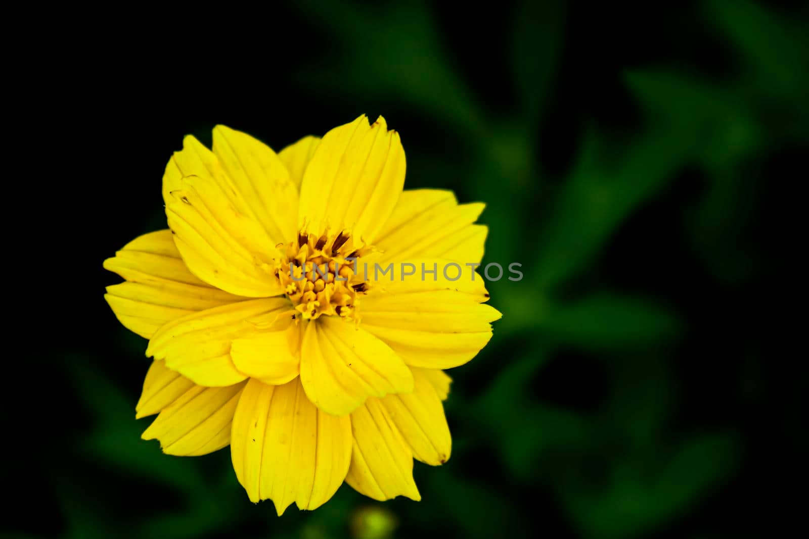 Flower of yellow color on green leaves dark background. Summer time idea.