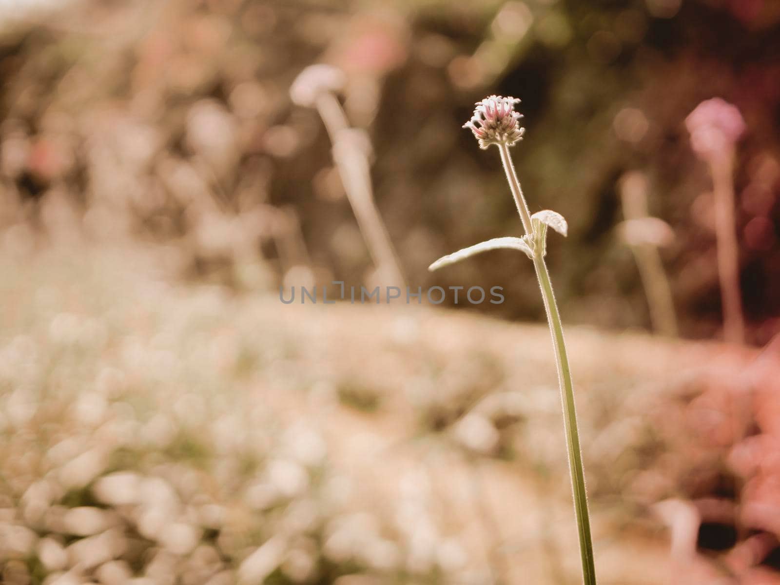 Wild grass flower vintage background little flowers, nature beautiful, toning design spring nature, sun plants by Petrichor