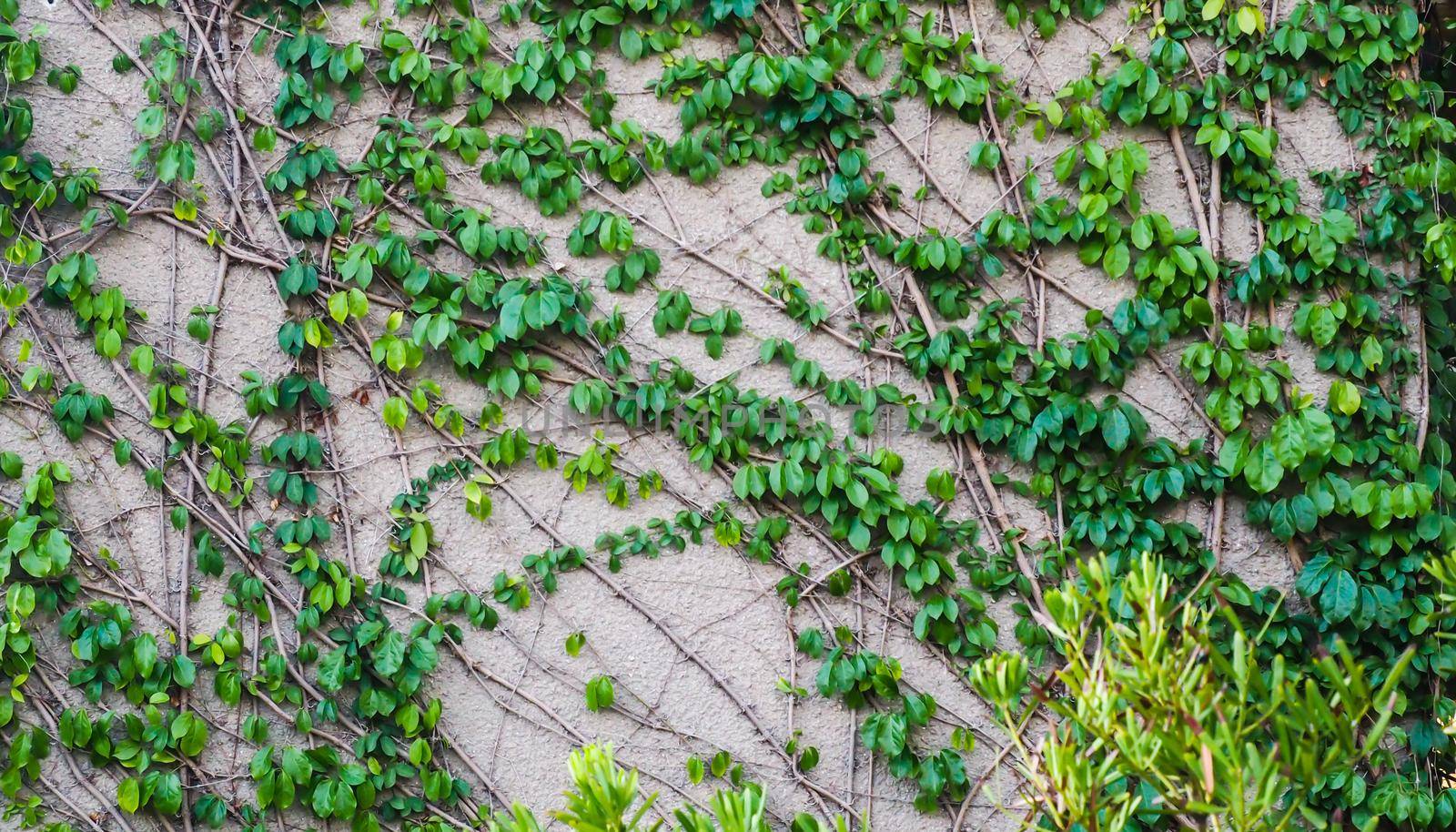 climbing wall of ivy. on white background. Green ivy. Creeper wall climbing plant hanging from above. Garden decoration ivy vines