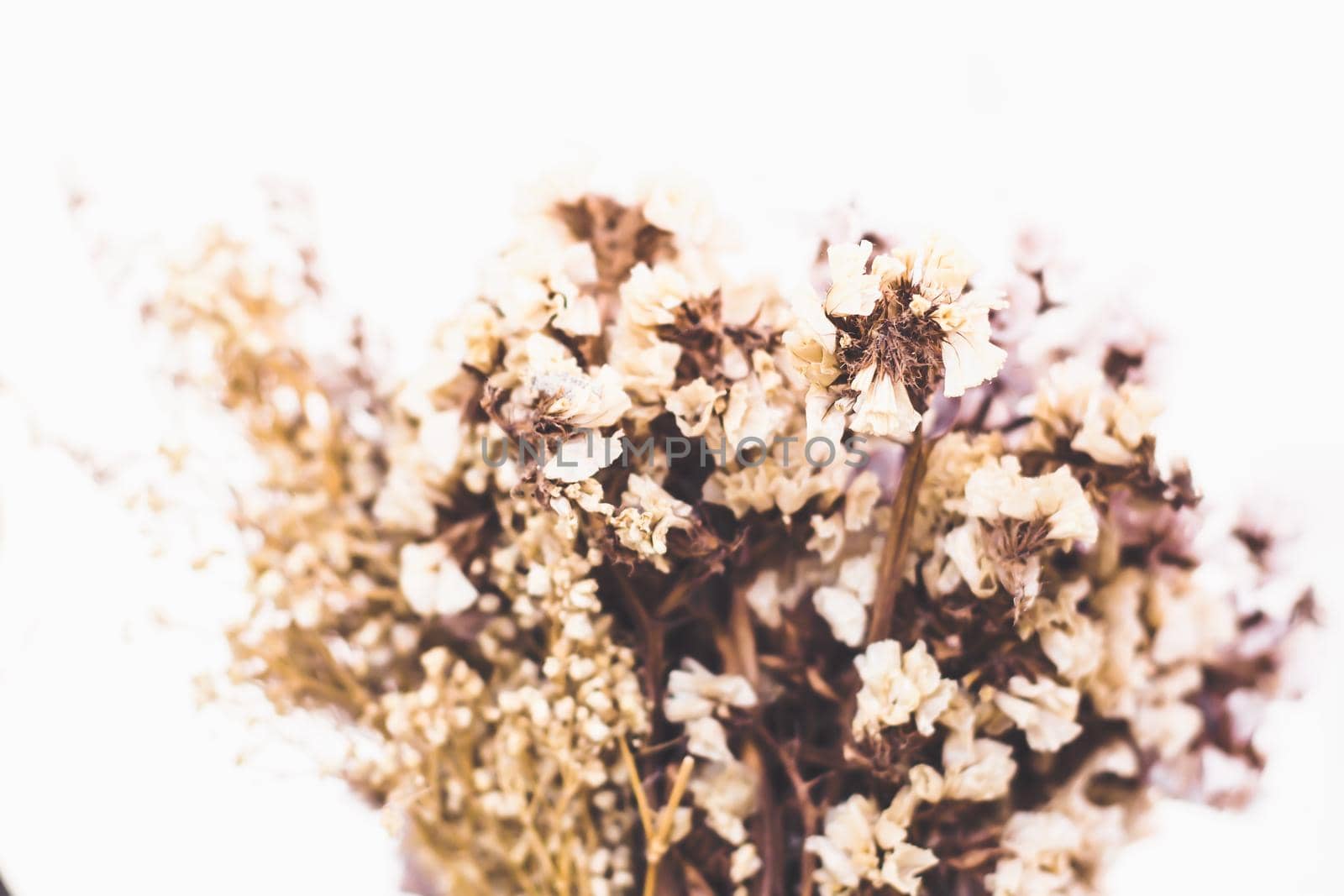 Dry color grass flower for interior decoration. Flower. Bouquet of lavender at home, shadow of flowers in wall, coziness by Petrichor