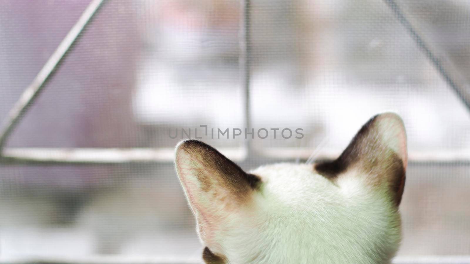 Back view of Siamese cat sitting next window with curiousness watching things outside background.