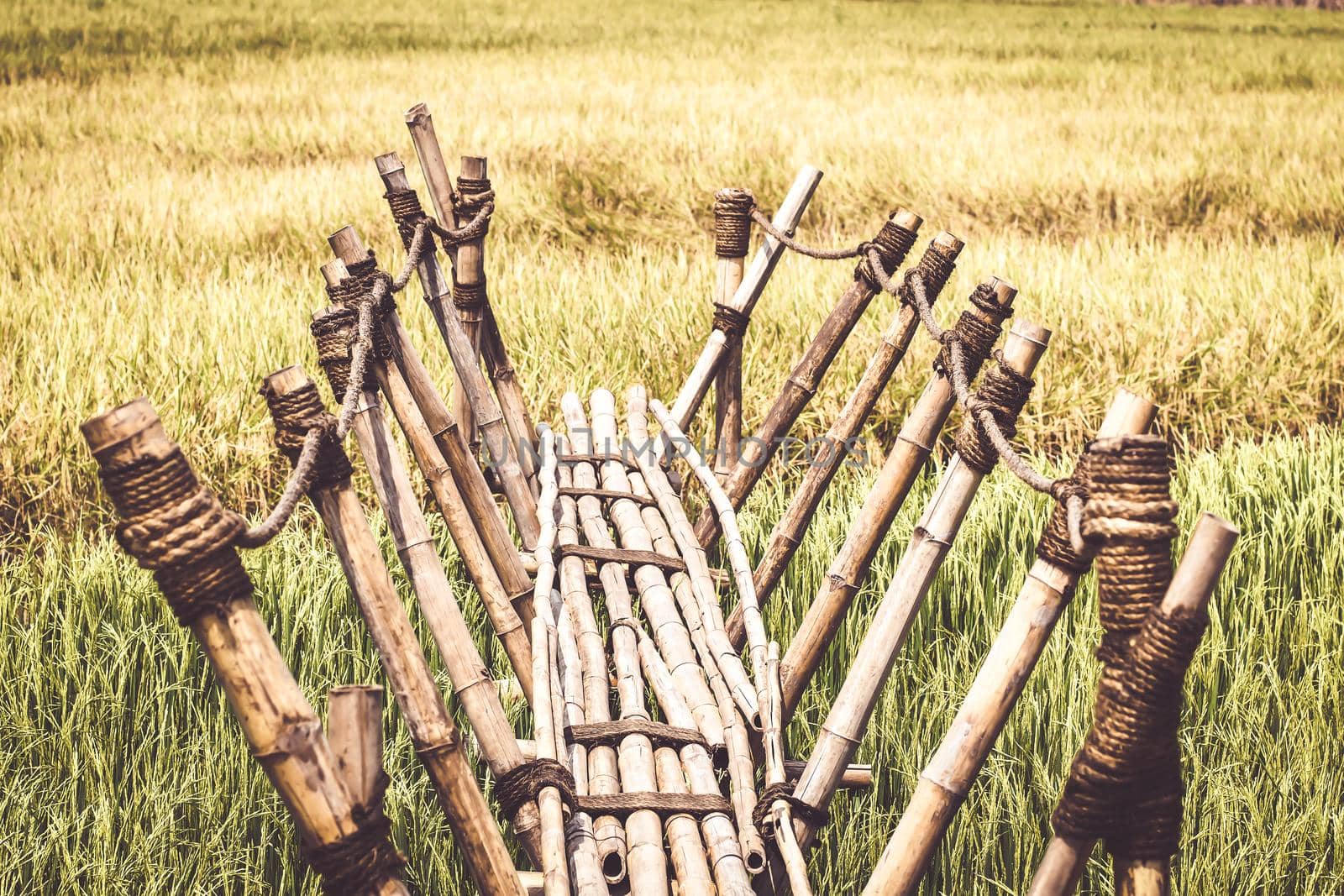 Bamboo walkway to the rice field, Bamboo Bridge on rice field in countryside of Thailand, wooden bridge to photo point in field, bamboo walkway in rice field