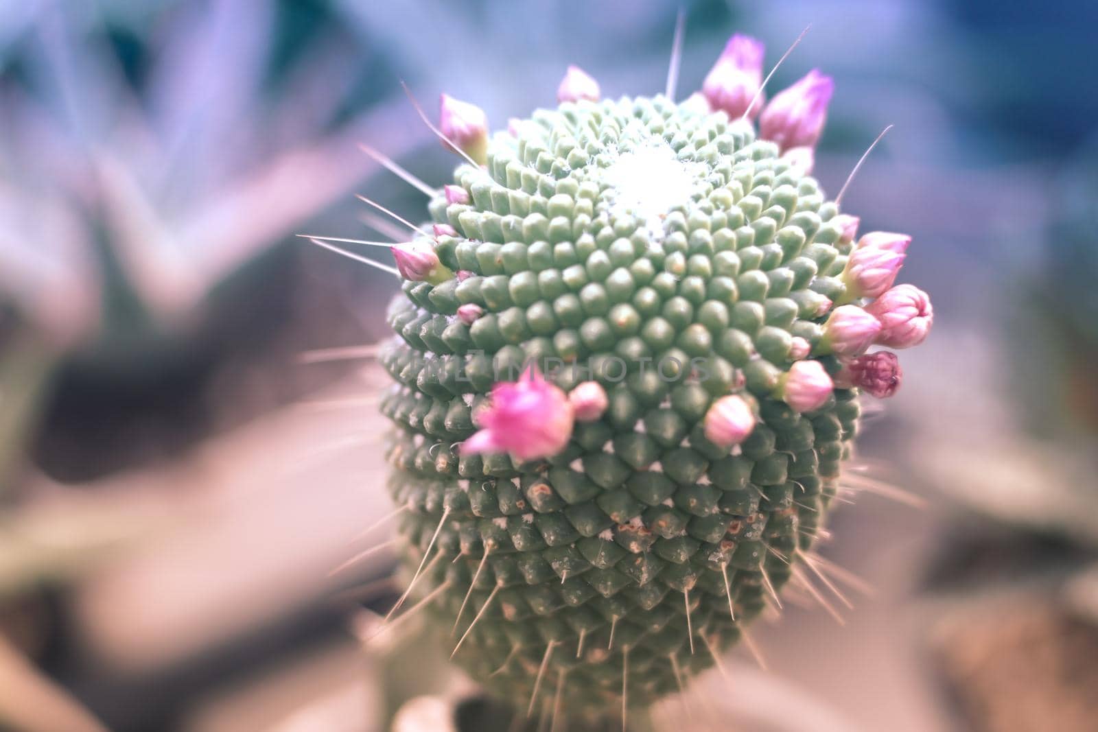 a macro closeup of a beautiful silky pink tender Echinopsis Lobivia cactus flower and green thorny spiky plant