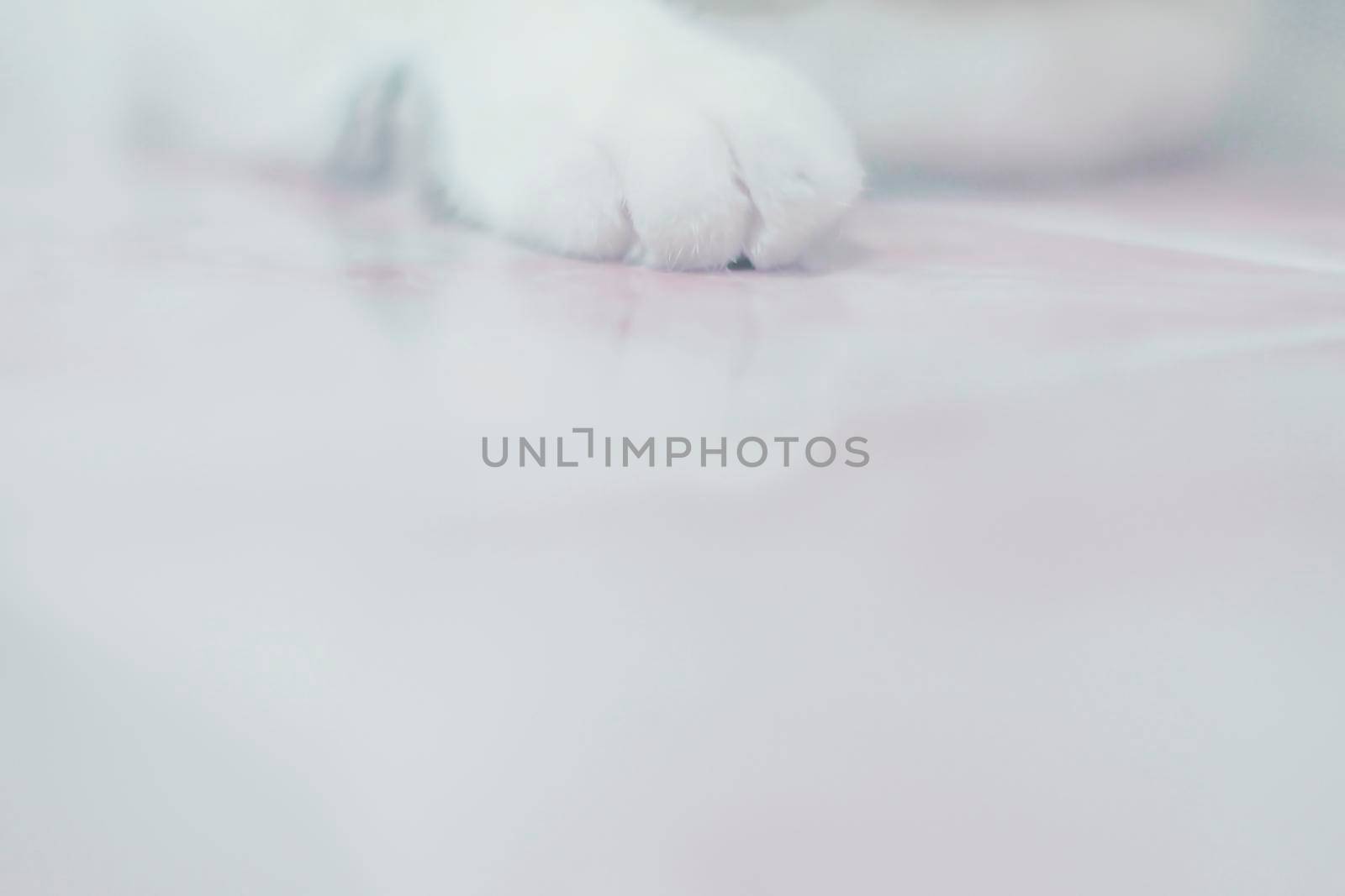 White Cat paws, close-up, full-frame shooting .copy space abstract pet animal background.