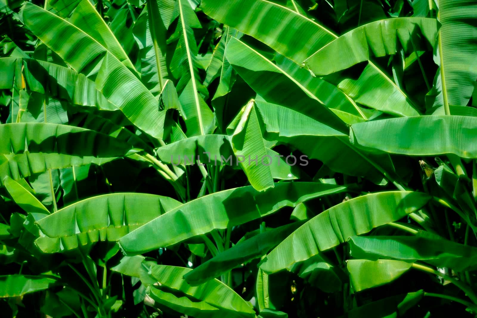 Tropical banana leaf texture, large palm foliage nature dark green background. Tropical leaf texture in garden, abstract green leaf, large palm foliage