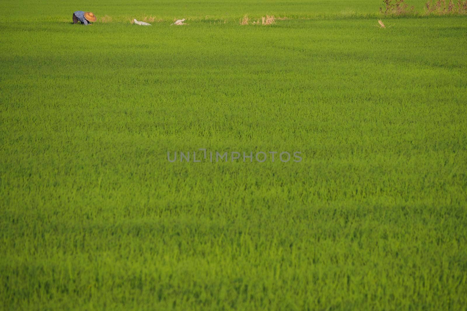 Rice filed farm have farmer working in green harvest filed. Asia traditional culture lifestyle travel visit in Thailand