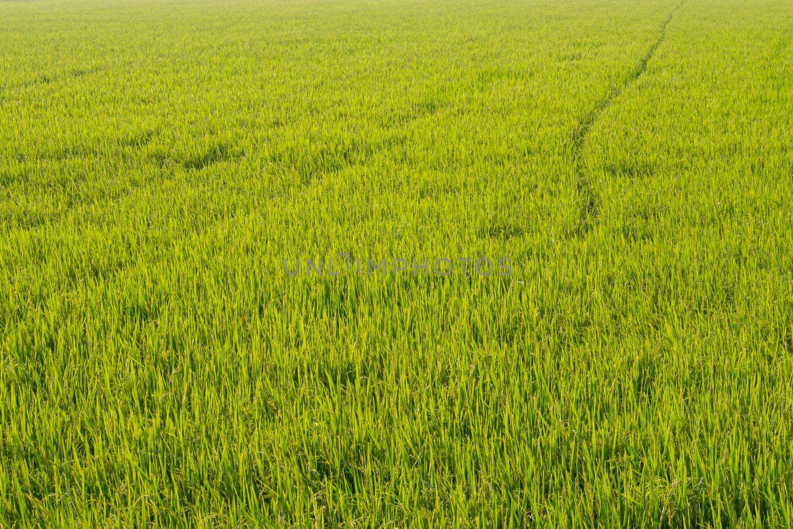 Rice field in sunrise time for background. Dawn on green wheat field