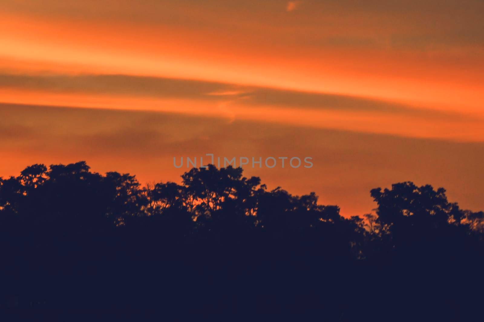 Nature background of forest tree. Colorful sunset. Beautiful nature background