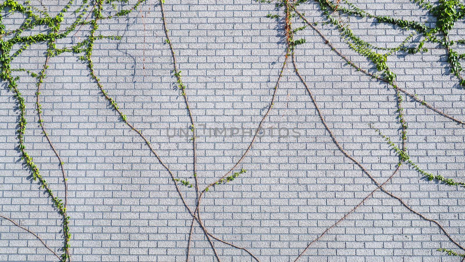 climbing wall of ivy. on white background. Green ivy. Creeper wall climbing plant hanging from above. Garden decoration ivy vines