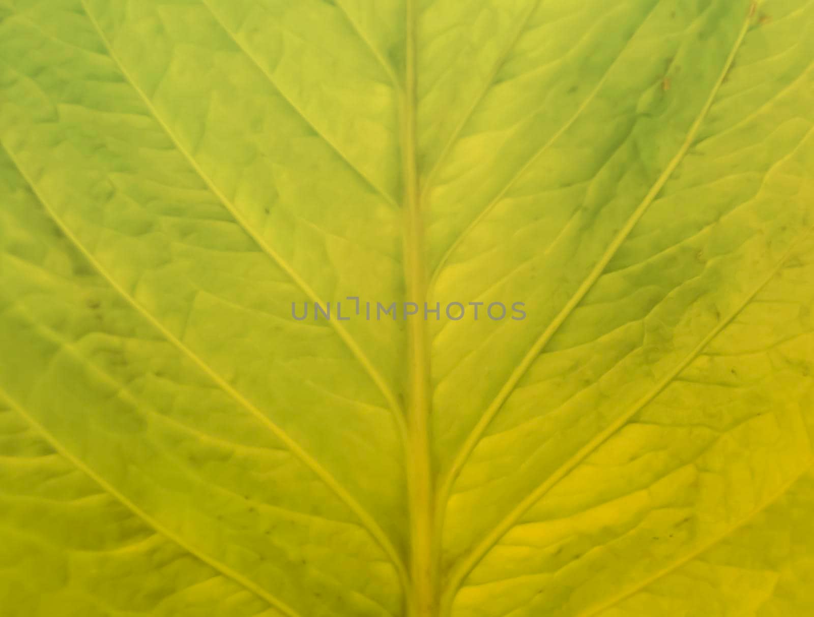 Abstract Leaf green background .Texture background of backlight fresh green Leaf. Nature idea by Petrichor