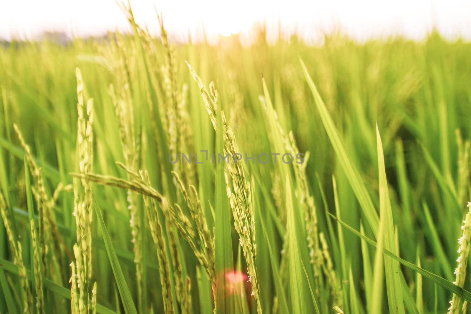 Rice field in the morning. Wheat close up. Beautiful Nature Sunset Landscape. Rural Scenery under Shining Sunlight. Background of ripening ears of meadow wheat field. Rich harvest Concept. Ads