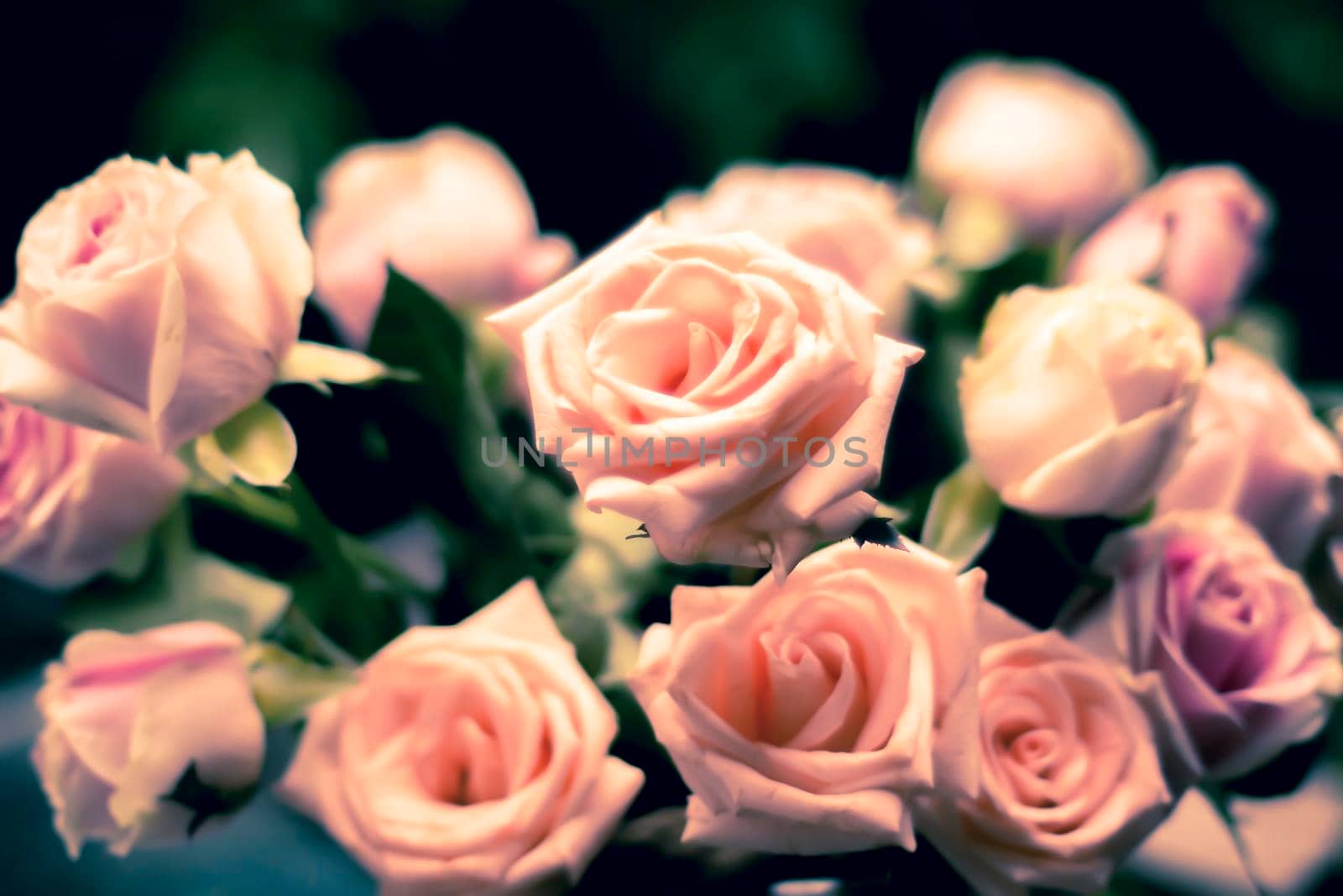 Coral rose. Rose bouquet. Pink roses as a background. Valentine’s wedding idea. Romantic concept background